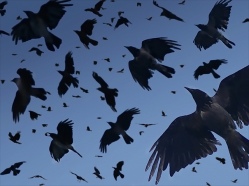 crows flight